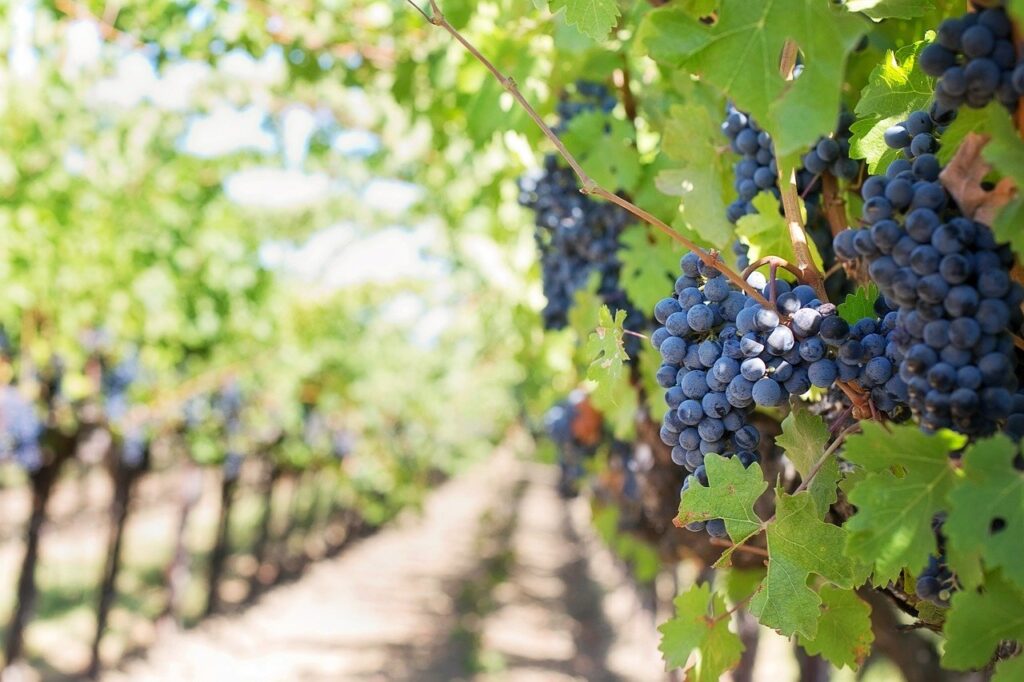 purple grapes, vineyard, napa valley